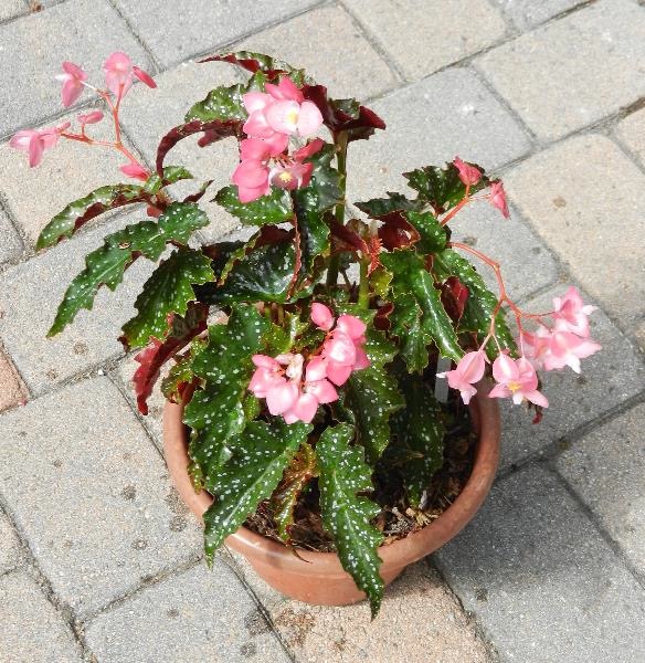 B. ‘Lovely Louise’